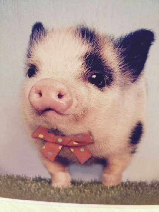 Animal Pig Bow