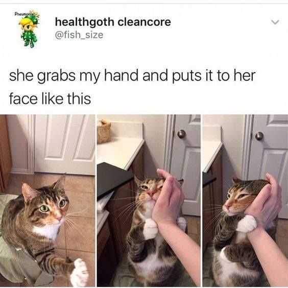 Animal Puts It Face