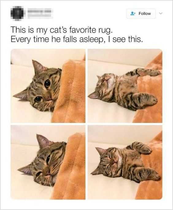 Animal Rug Sleeps