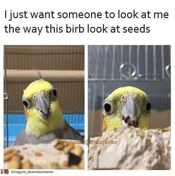 Animal Seeds