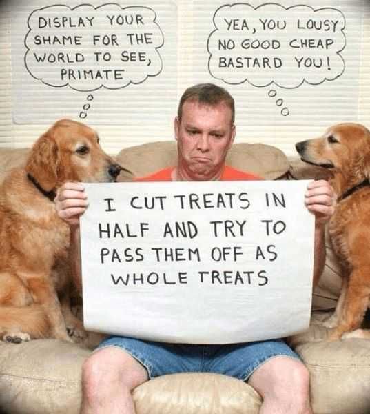 Animal Shaming