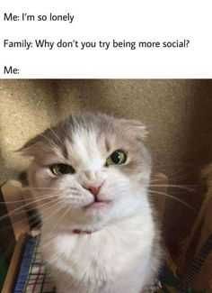 Animal Social