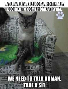Animal Take A Sit