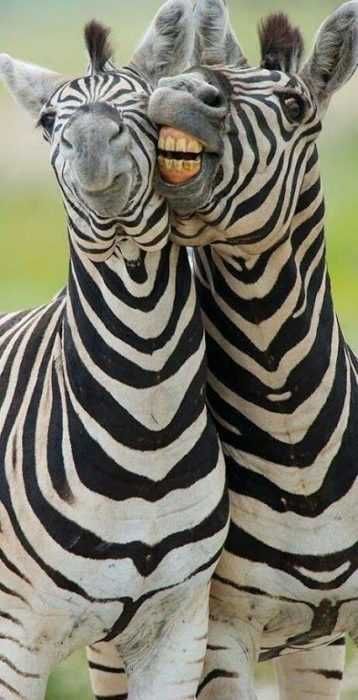 Animal Zebra