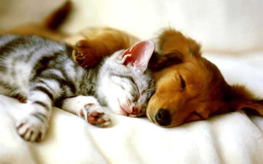 Animals12