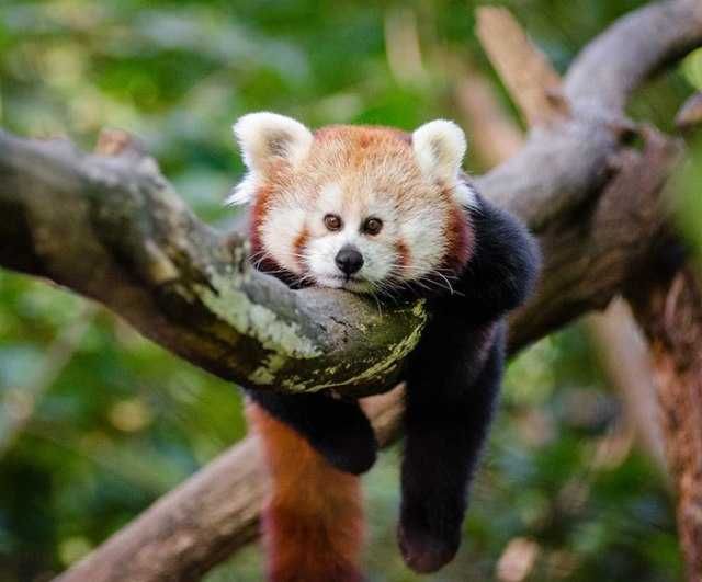 Animals16