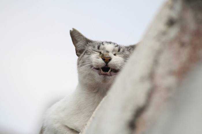 Animals20