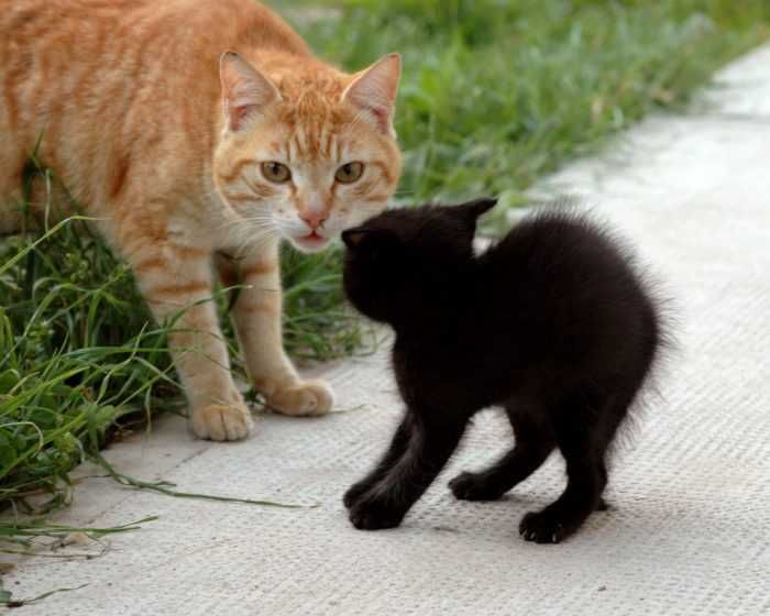 Animals21