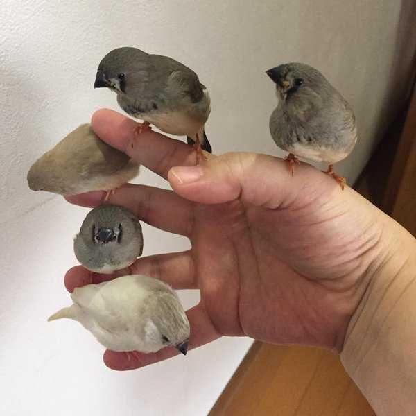 Animals34