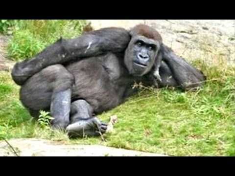 Animals4