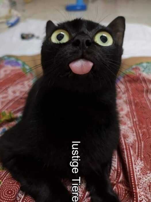 Animals6