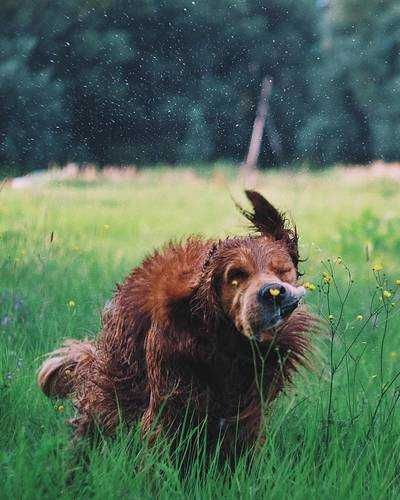 Animals7