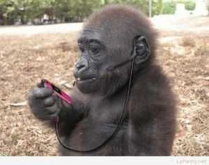 Animals9