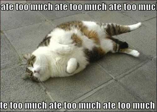 Funny Ate Too Much