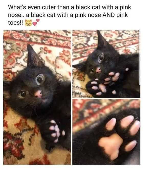 Funny Beans