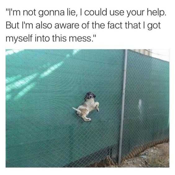 Funny Got Into Mess