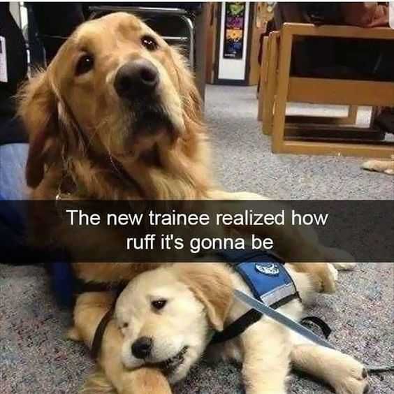 Funny How Ruff