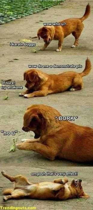 Funny Karate Doggo