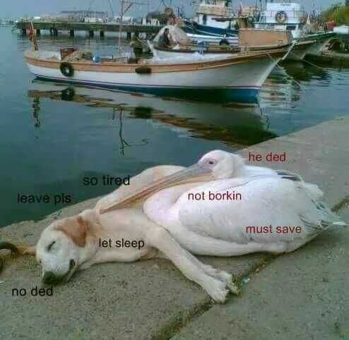 Funny Not Ded