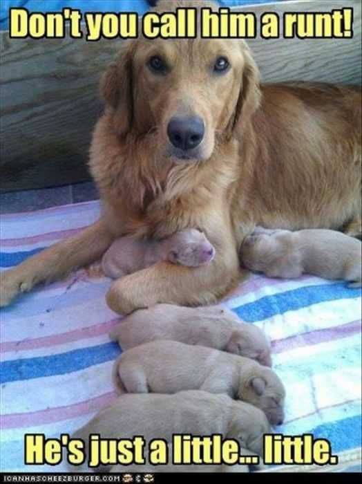Funny Not Runt