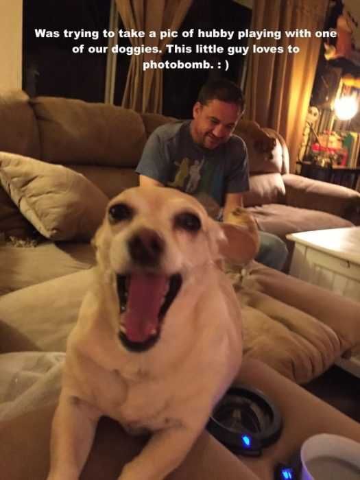 Funny Photobomb