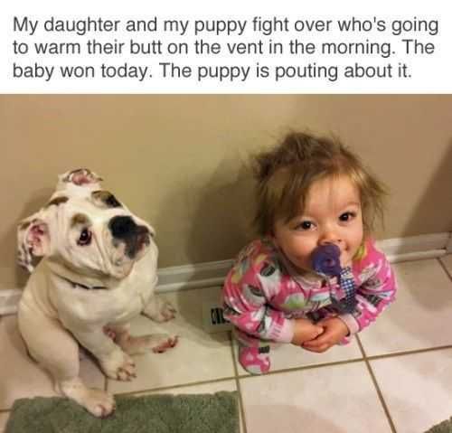 Funny Puppy Pout