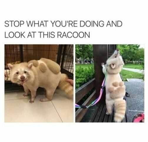 Funny Racooon