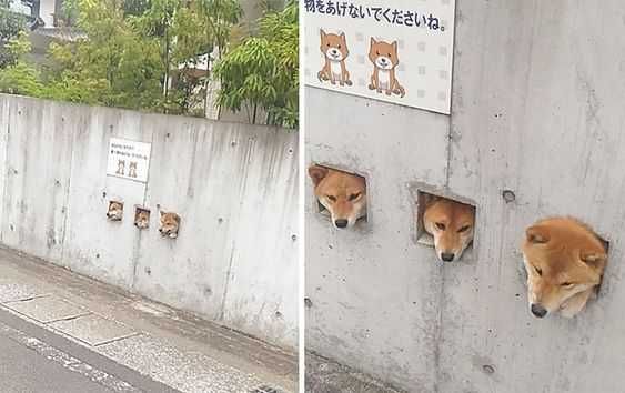 Funny Shibas