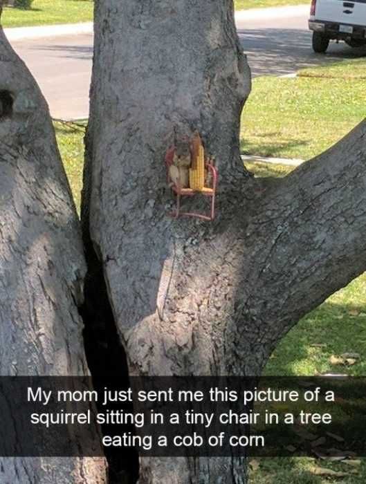 Funny Tiny Chaior