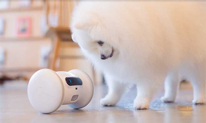 Pet Fitness Robot Varram