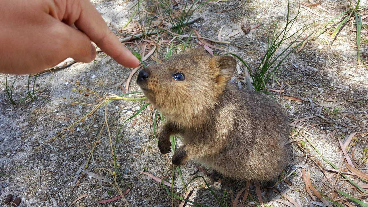 Animal Quokka5