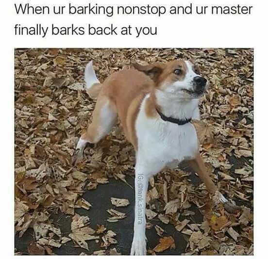 Funny Barks Back