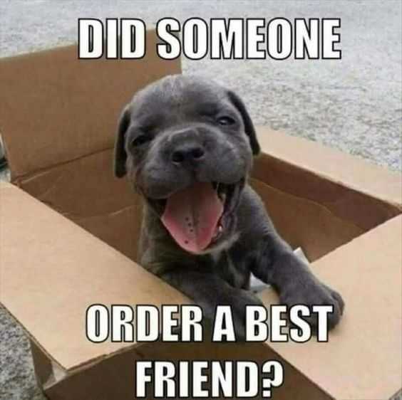 Funny Best Friend