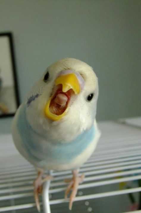 Funny Bird Grin
