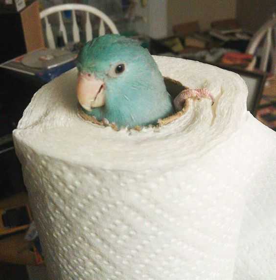 Funny Bird Paper