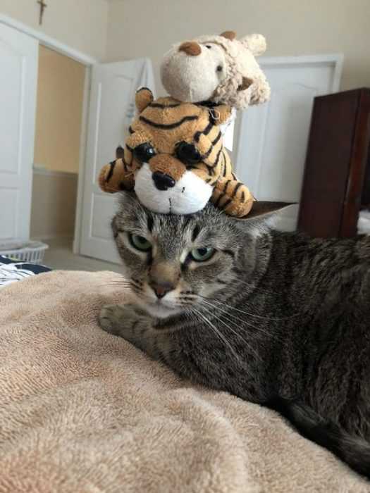Funny Cat Hat