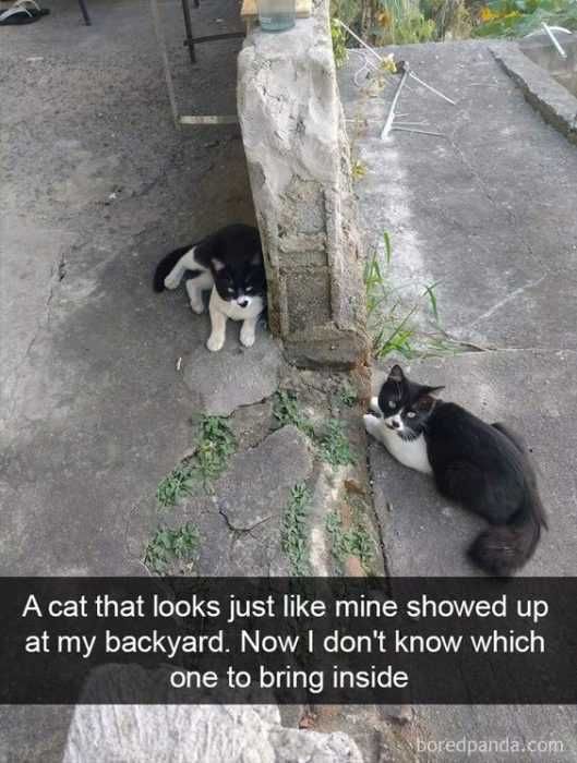 Funny Cat Showedup