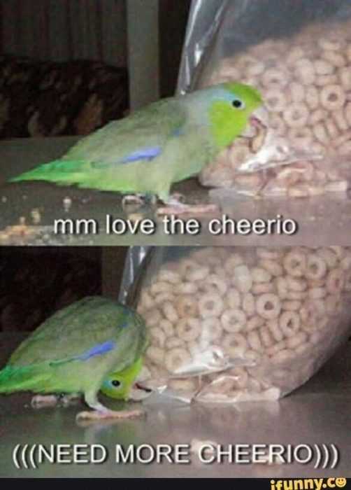 Funny Cheerio Bird