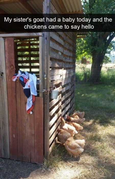 Funny Chickens Hello