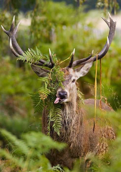 Funny Deer