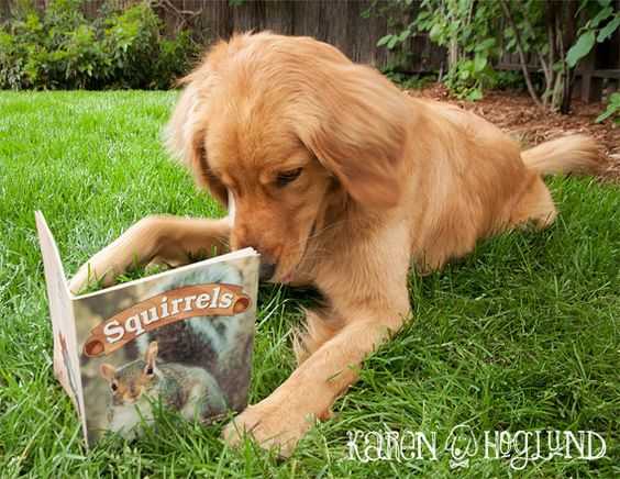 Funny Dog Read