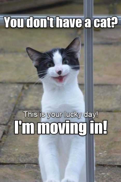 Funny Dont Have Cat