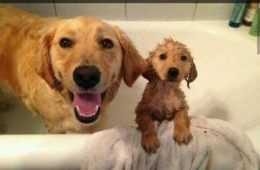 Funny First Bath