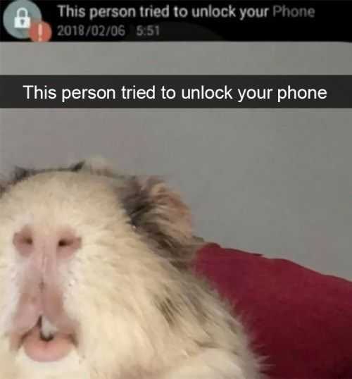 Funny Hamster Phone