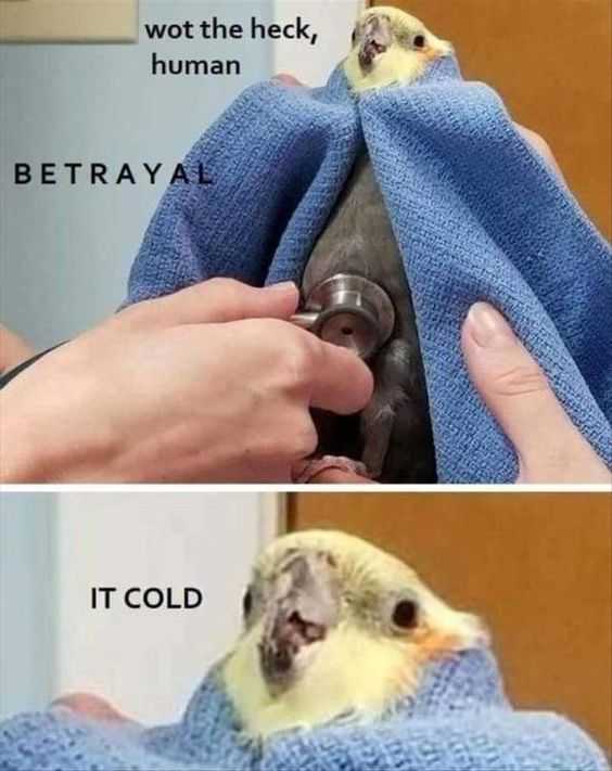 Funny It Cold