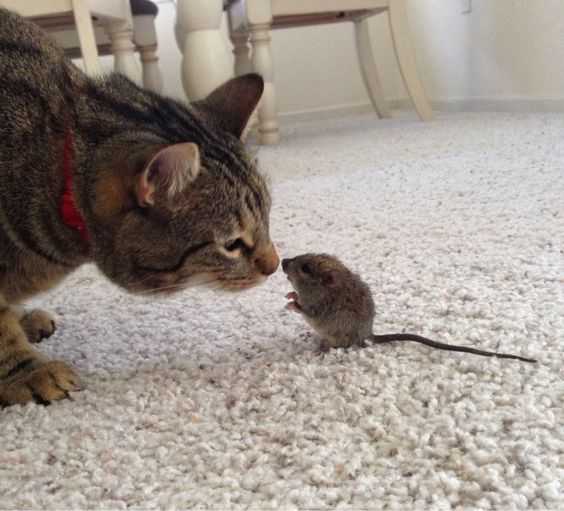 Funny Little Creatures