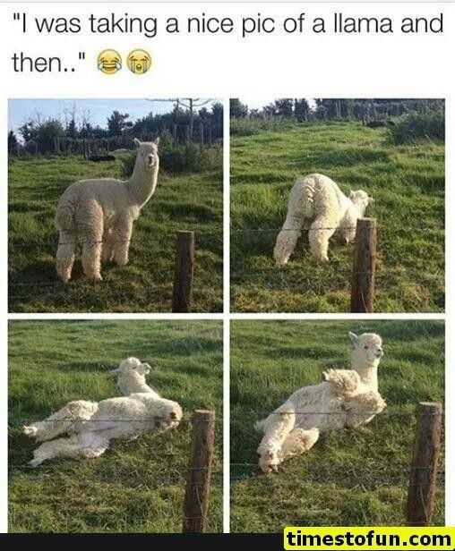 Funny Llama Pick