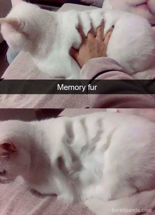 Funny Memory Fur
