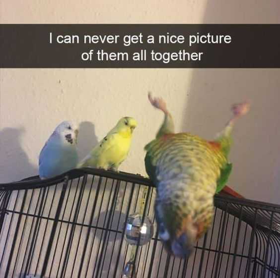 Funny Never Picture
