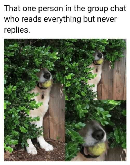 Funny Never Replies